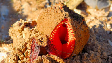 Hydnora Africana