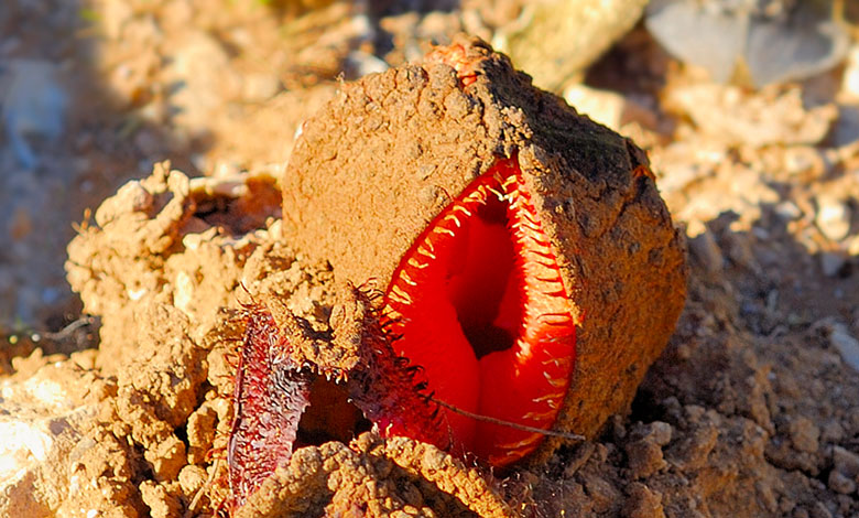 Hydnora Africana