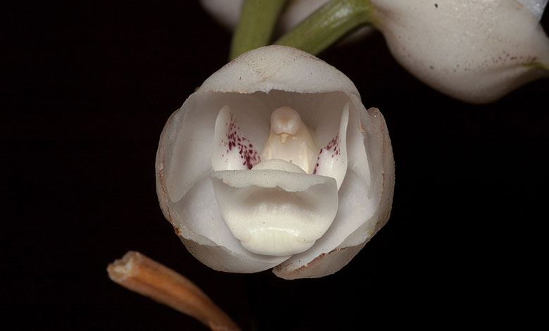 Peristeria Elata