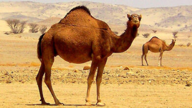 Camel