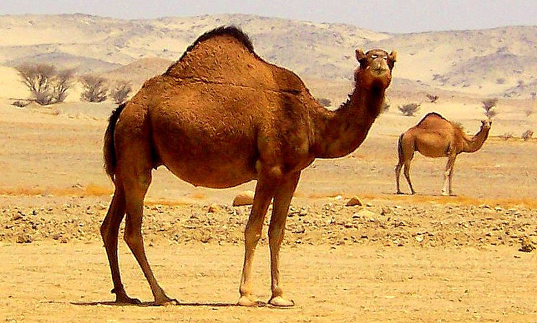 Camel