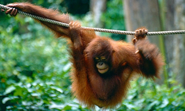 Orangutan