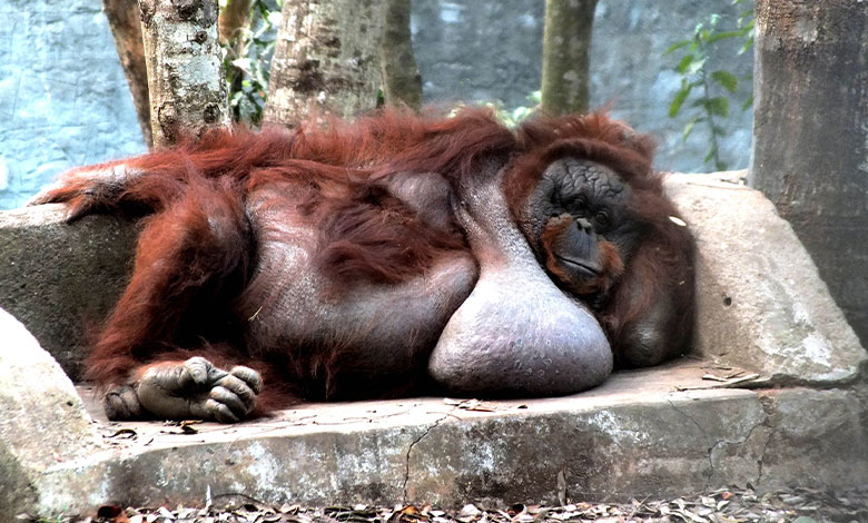 Orangutan