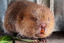 Bamboo Rat