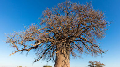 Baobab