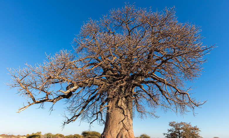 Baobab