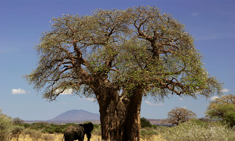 Baobab