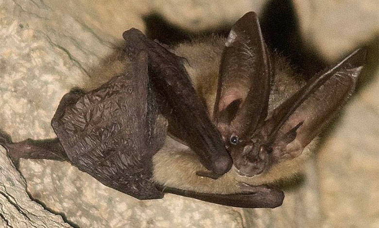 Bat