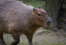 Capybara