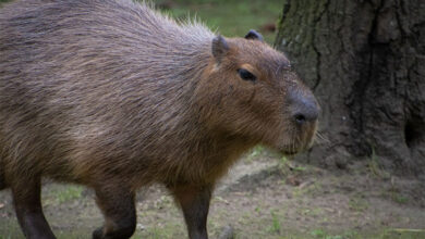 Capybara