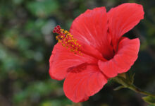 Hibiscus