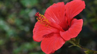 Hibiscus