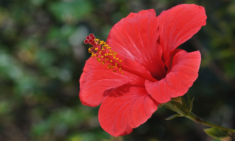 Hibiscus