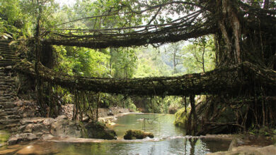 Living Root Bridge