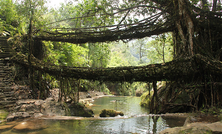 Living Root Bridge