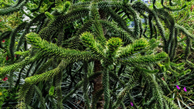 Monkey Puzzle Tree