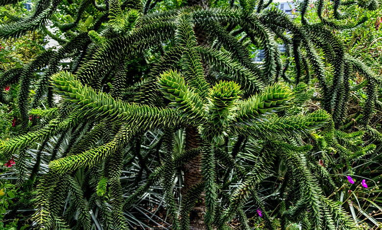 Monkey Puzzle Tree