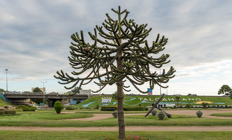 Monkey Puzzle Tree