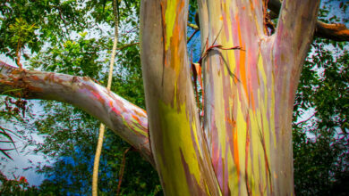 Rainbow Eucalyptus