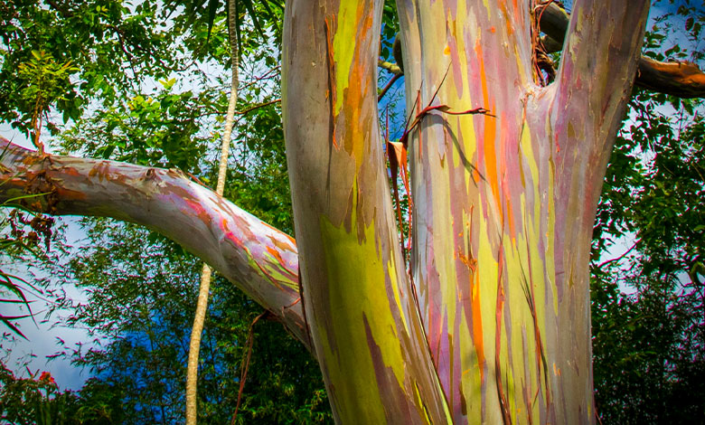 Rainbow Eucalyptus