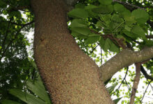 Sandbox Tree