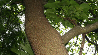 Sandbox Tree