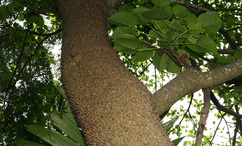 Sandbox Tree