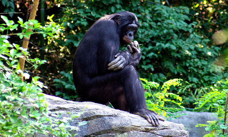 Bonobo