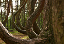 Crooked Forest