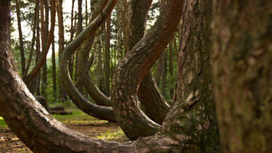 Crooked Forest