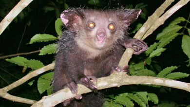 Aye-aye