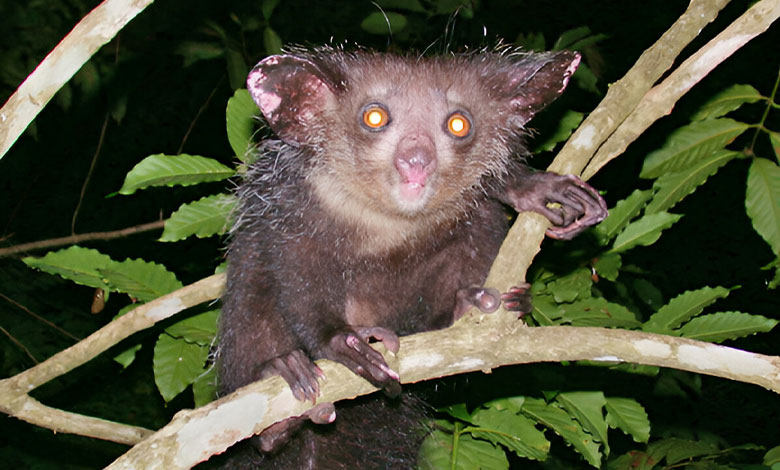 Aye-aye