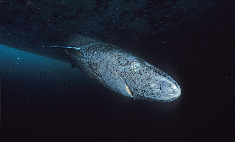 Greenland Shark