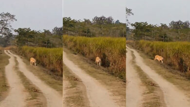 Kaziranga National Park