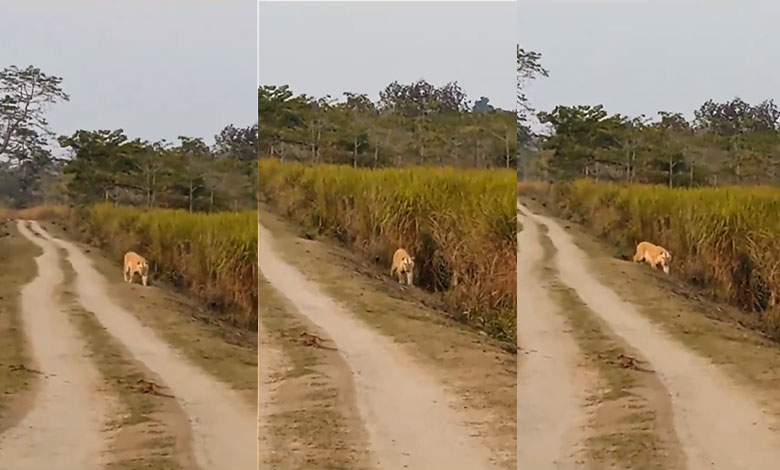 Kaziranga National Park