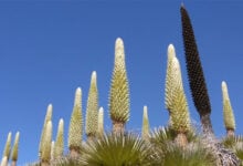 Puya Raimondii