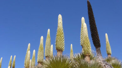 Puya Raimondii