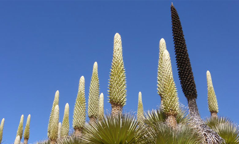 Puya Raimondii