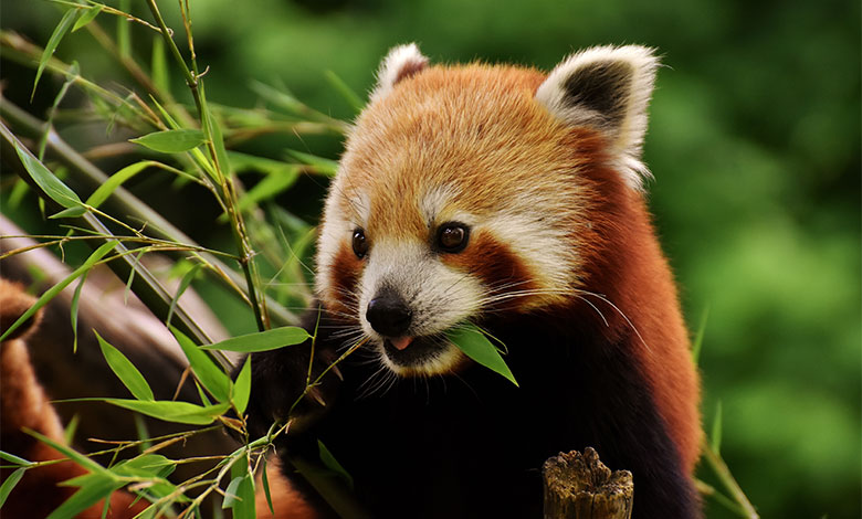 Red Panda