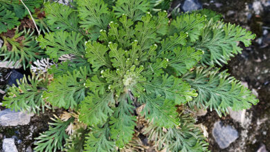 Selaginella Lepidophylla