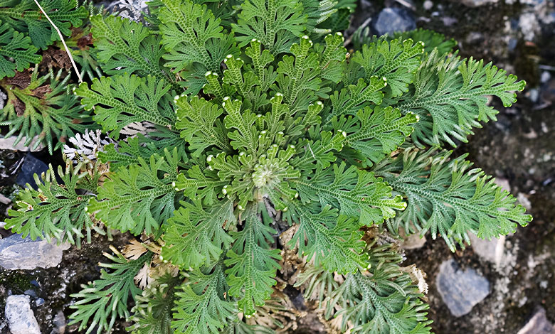Selaginella Lepidophylla