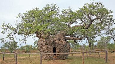 Adansonia Gregorii