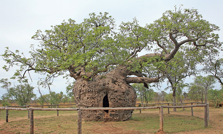 Adansonia Gregorii