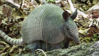 Armadillo