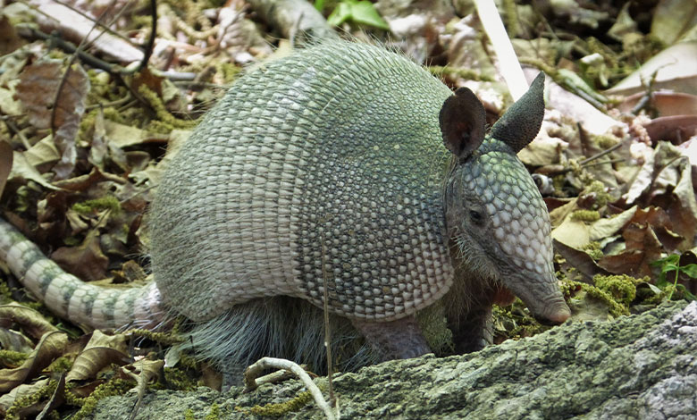 Armadillo