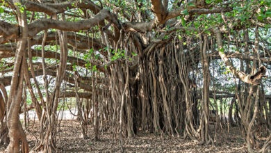 Banyan Tree