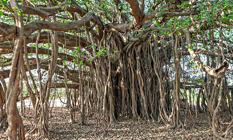 Banyan Tree