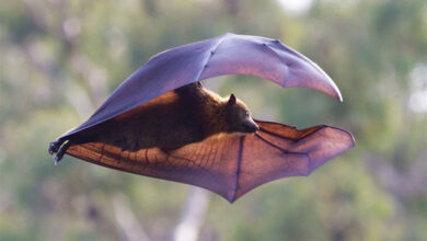 Bat