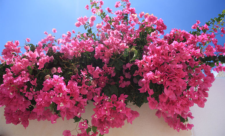 Bougainvillea