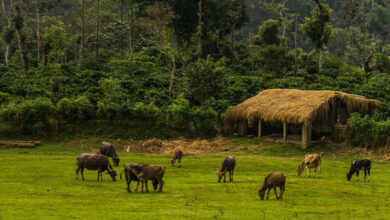 Coorg